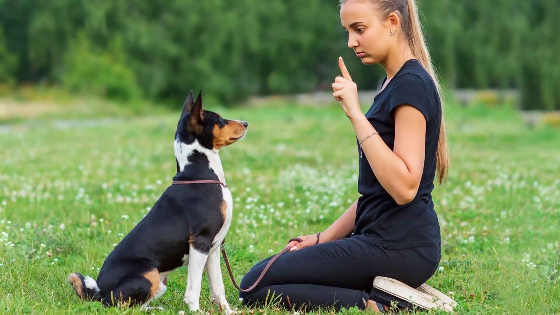 Cómo educar a un perro fotos